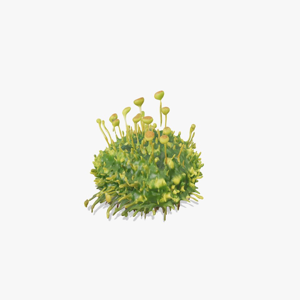 Green Floral Moss model pack